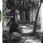 Artist Profile: Gloria Baker Feinstein